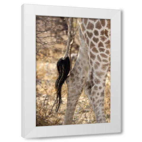 Giraffes tail and hind legs, Etosha NP, Namibia White Modern Wood Framed Art Print by Kaveney, Wendy
