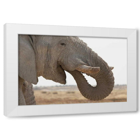 Portrait of African elephant, Etosha NP, Namibia White Modern Wood Framed Art Print by Kaveney, Wendy