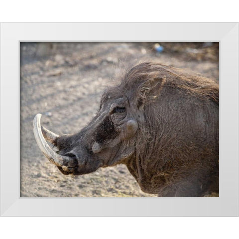 Portrait of old warthog, Etosha NP, Namibia White Modern Wood Framed Art Print by Kaveney, Wendy