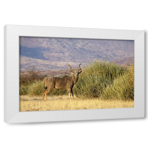 Greater kudu male, Palmwag Conservancy, Namibia White Modern Wood Framed Art Print by Kaveney, Wendy