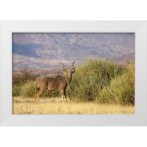 Greater kudu male, Palmwag Conservancy, Namibia White Modern Wood Framed Art Print by Kaveney, Wendy