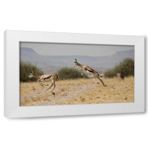 Running springboks in mid-jump, Palmwag, Namibia White Modern Wood Framed Art Print by Young, Bill