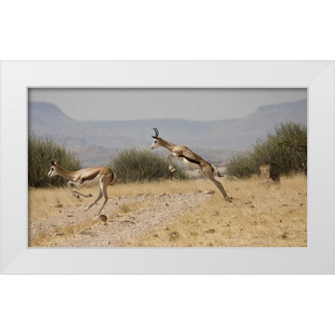 Running springboks in mid-jump, Palmwag, Namibia White Modern Wood Framed Art Print by Young, Bill