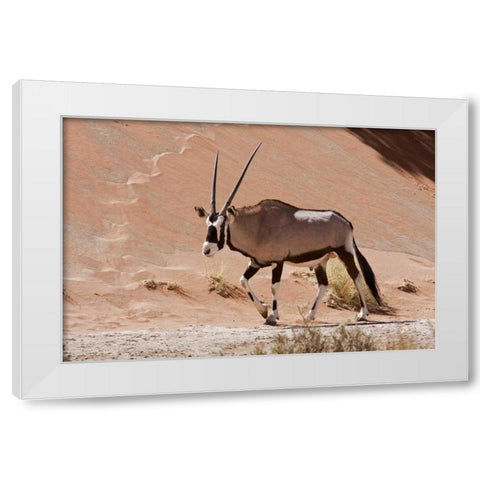 Male Oryx, Namib Naukluft, Namib Desert, Namibia White Modern Wood Framed Art Print by Young, Bill