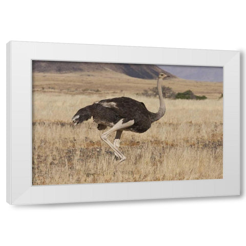 Ostrich, Namib Naukluft NP, Namib Desert, Namibia White Modern Wood Framed Art Print by Young, Bill