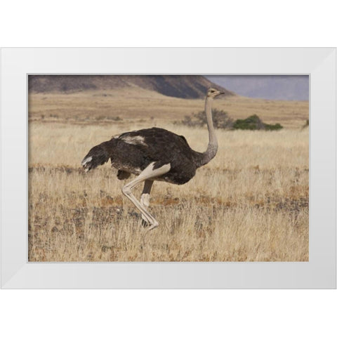 Ostrich, Namib Naukluft NP, Namib Desert, Namibia White Modern Wood Framed Art Print by Young, Bill