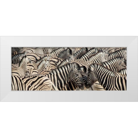 Namibia, Etosha NP A herd of zebras White Modern Wood Framed Art Print by Kaveney, Wendy