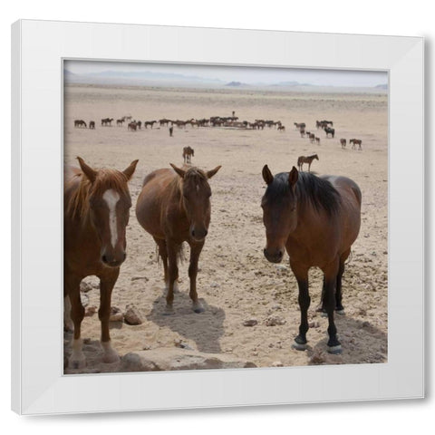Namibia, Garub Herd of feral horses White Modern Wood Framed Art Print by Young, Bill