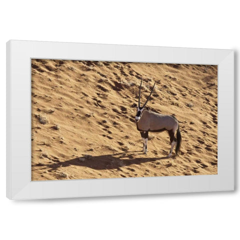 Namibia, Namib-Naukluft , Sossusvlei Lone oryx White Modern Wood Framed Art Print by Kaveney, Wendy
