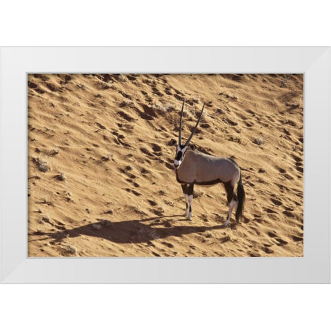 Namibia, Namib-Naukluft , Sossusvlei Lone oryx White Modern Wood Framed Art Print by Kaveney, Wendy