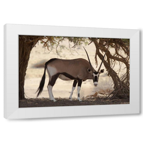 Namibia, Namib-Naukluft, Sossusvlei Oryx grazing White Modern Wood Framed Art Print by Kaveney, Wendy