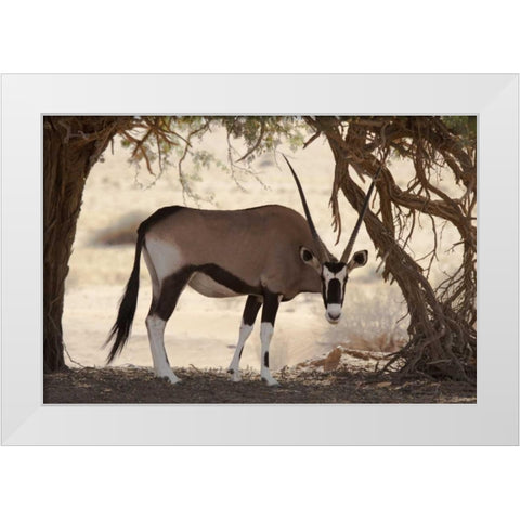 Namibia, Namib-Naukluft, Sossusvlei Oryx grazing White Modern Wood Framed Art Print by Kaveney, Wendy