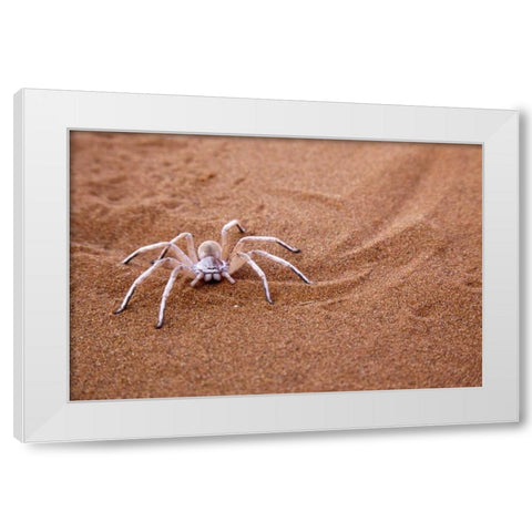 Namibia, Sossusvlei Dancing white lady spider White Modern Wood Framed Art Print by Kaveney, Wendy