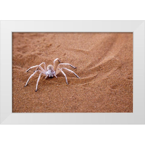 Namibia, Sossusvlei Dancing white lady spider White Modern Wood Framed Art Print by Kaveney, Wendy