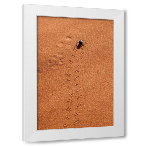 Namibia, Sossusvlei A beetle makes tracks White Modern Wood Framed Art Print by Kaveney, Wendy