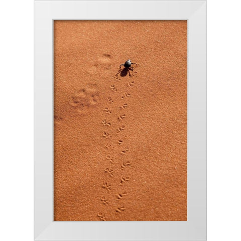 Namibia, Sossusvlei A beetle makes tracks White Modern Wood Framed Art Print by Kaveney, Wendy