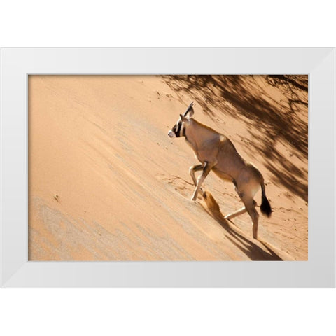 Namibia, Sossusvlei Oryx climbing a sand dune White Modern Wood Framed Art Print by Kaveney, Wendy