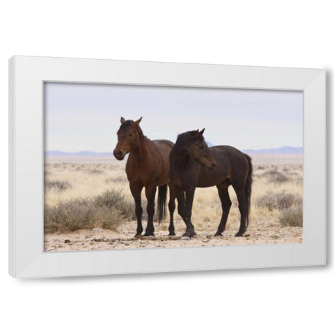 Namibia, Garub Two feral horses White Modern Wood Framed Art Print by Young, Bill
