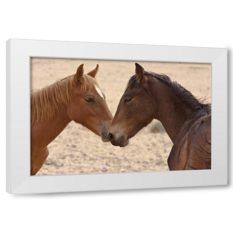 Namibia, Garub Feral horse herd touch noses White Modern Wood Framed Art Print by Young, Bill