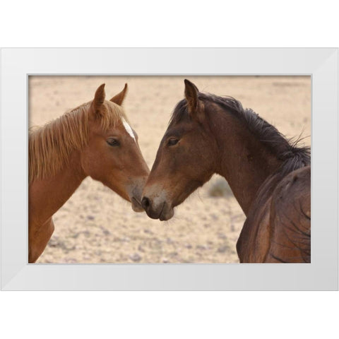 Namibia, Garub Feral horse herd touch noses White Modern Wood Framed Art Print by Young, Bill