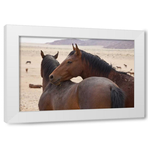 Namibia, Garub Two feral horses interact White Modern Wood Framed Art Print by Young, Bill