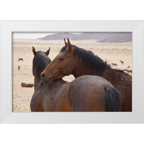 Namibia, Garub Two feral horses interact White Modern Wood Framed Art Print by Young, Bill
