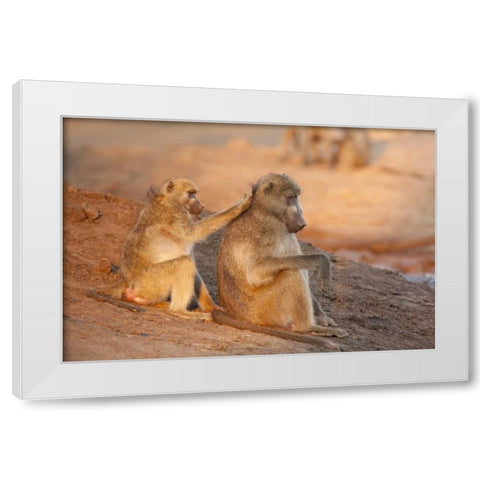 Botswana Two grooming baboons White Modern Wood Framed Art Print by Kaveney, Wendy