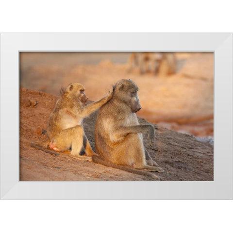 Botswana Two grooming baboons White Modern Wood Framed Art Print by Kaveney, Wendy