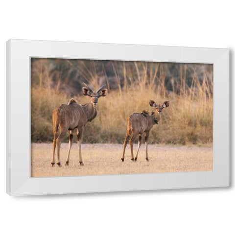 Namibia, Caprivi Strip A pair of kudu White Modern Wood Framed Art Print by Kaveney, Wendy