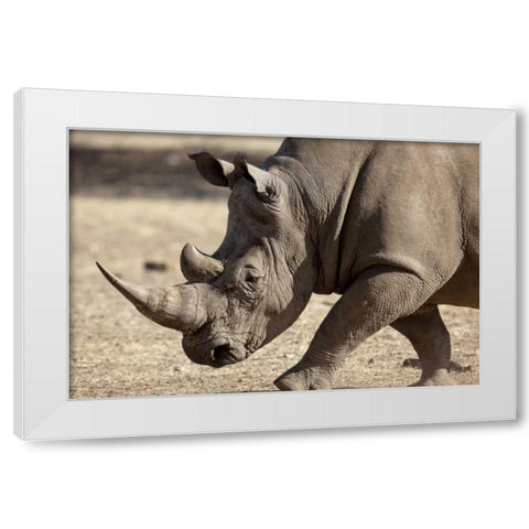 Namibia, Windhoek White rhinoceros White Modern Wood Framed Art Print by Kaveney, Wendy