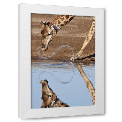 Namibia, Etosha NP Giraffe drinking White Modern Wood Framed Art Print by Kaveney, Wendy
