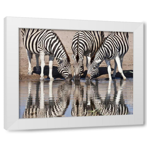 Namibia, Etosha NP Zebras reflected in water White Modern Wood Framed Art Print by Kaveney, Wendy