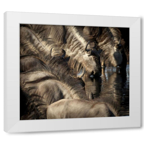 Namibia, Etosha NP Blue wildebeests drinking White Modern Wood Framed Art Print by Kaveney, Wendy