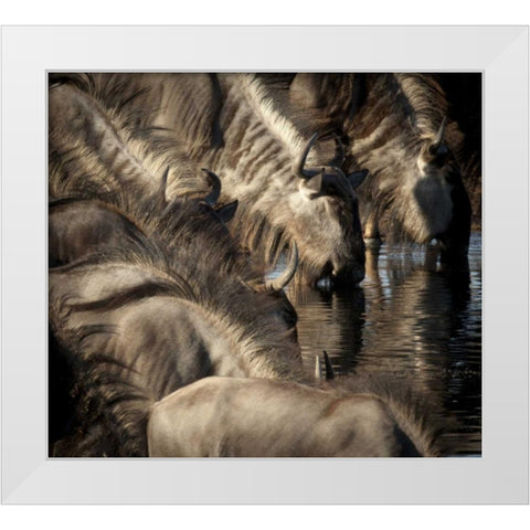 Namibia, Etosha NP Blue wildebeests drinking White Modern Wood Framed Art Print by Kaveney, Wendy