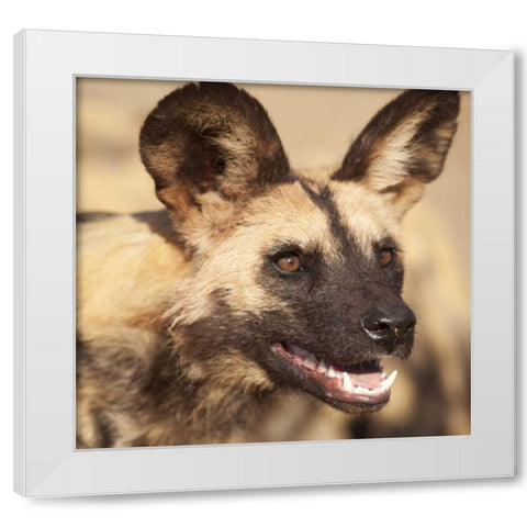 Namibia, Harnas African wild dog White Modern Wood Framed Art Print by Kaveney, Wendy