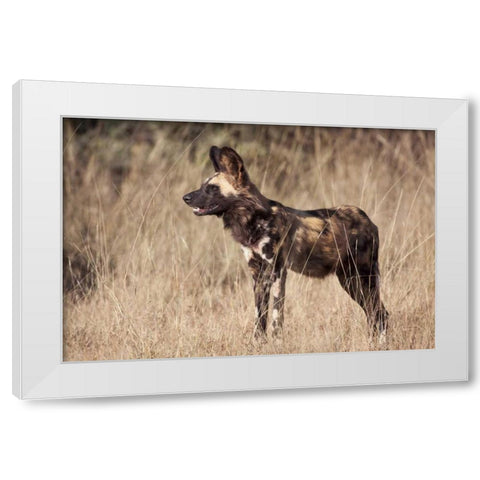 Namibia, Harnas Side An African wild dog White Modern Wood Framed Art Print by Kaveney, Wendy
