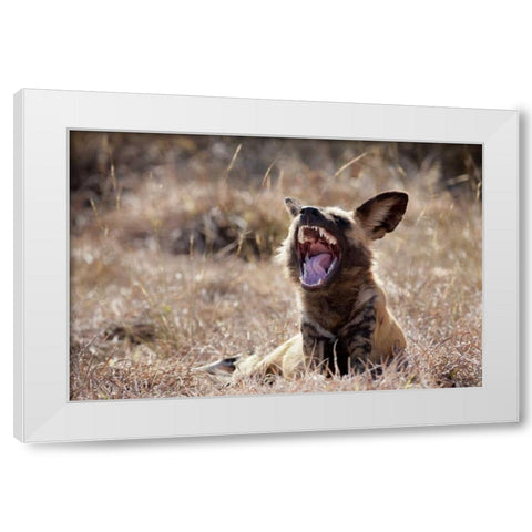 Namibia A yawning African wild dog White Modern Wood Framed Art Print by Kaveney, Wendy