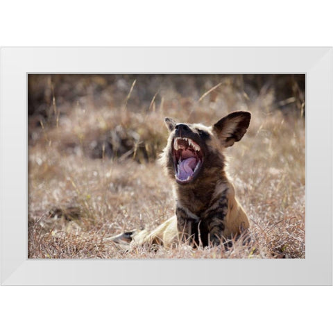 Namibia A yawning African wild dog White Modern Wood Framed Art Print by Kaveney, Wendy