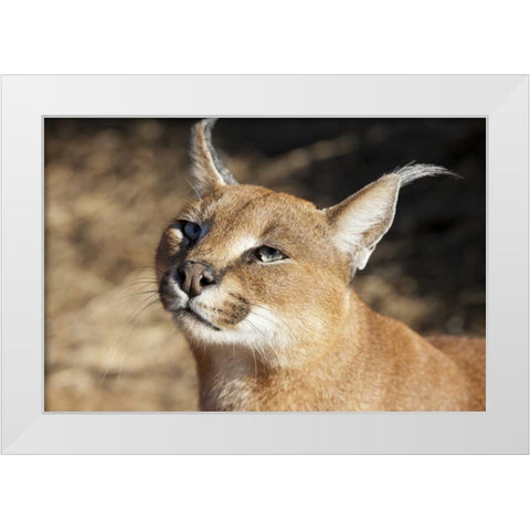 Namibia, Harnas Portrait of a caracal White Modern Wood Framed Art Print by Kaveney, Wendy
