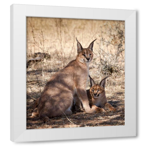 Namibia, Harnas Caracal pair White Modern Wood Framed Art Print by Kaveney, Wendy