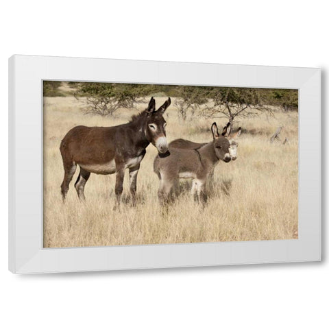 Namibia Adult and young donkeys in dry grass White Modern Wood Framed Art Print by Kaveney, Wendy
