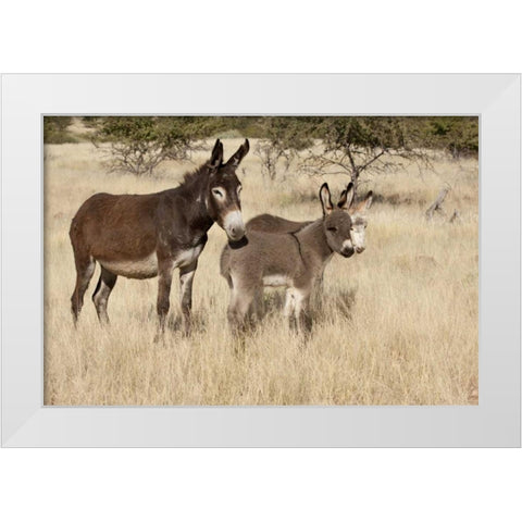 Namibia Adult and young donkeys in dry grass White Modern Wood Framed Art Print by Kaveney, Wendy