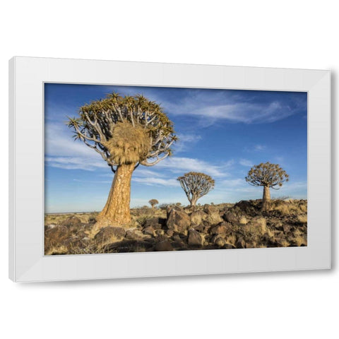 Africa, Namibia Quiver trees and boulders White Modern Wood Framed Art Print by Kaveney, Wendy