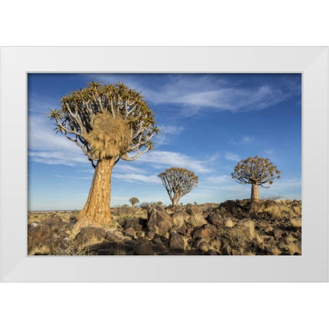 Africa, Namibia Quiver trees and boulders White Modern Wood Framed Art Print by Kaveney, Wendy