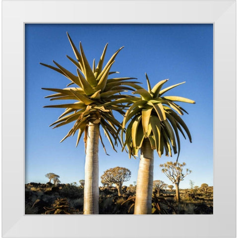 Africa, Namibia Close-up of two quiver trees White Modern Wood Framed Art Print by Kaveney, Wendy