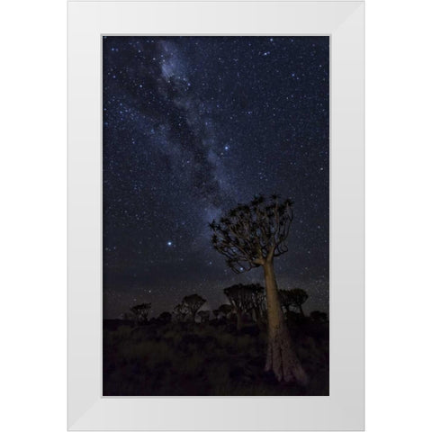 Namibia Milky Way and quiver trees at night White Modern Wood Framed Art Print by Kaveney, Wendy