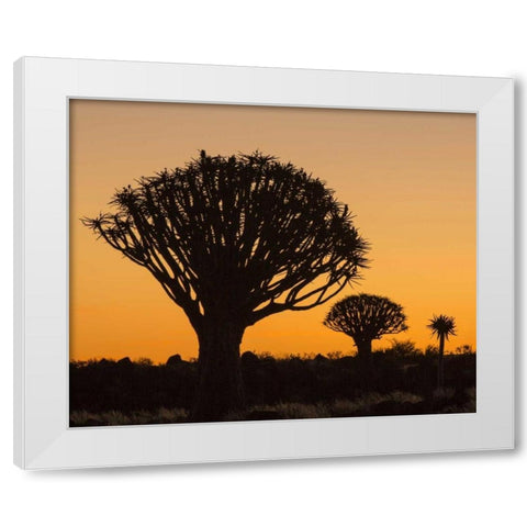 Africa, Namibia Quiver trees at twilight White Modern Wood Framed Art Print by Kaveney, Wendy