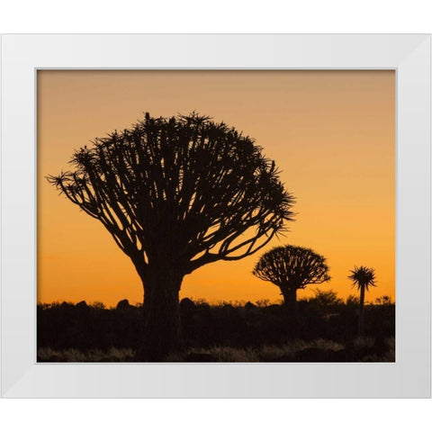 Africa, Namibia Quiver trees at twilight White Modern Wood Framed Art Print by Kaveney, Wendy