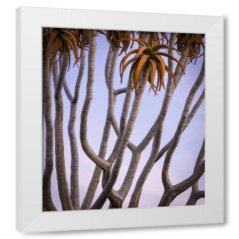 Africa, Namibia Close-up of quiver tree White Modern Wood Framed Art Print by Kaveney, Wendy