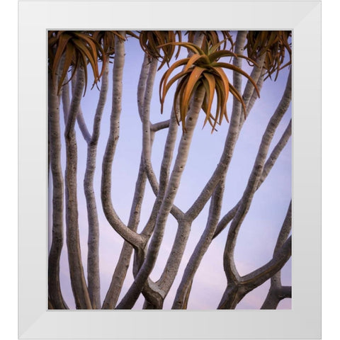 Africa, Namibia Close-up of quiver tree White Modern Wood Framed Art Print by Kaveney, Wendy